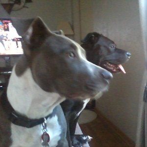 Meet your Posher, Barbara